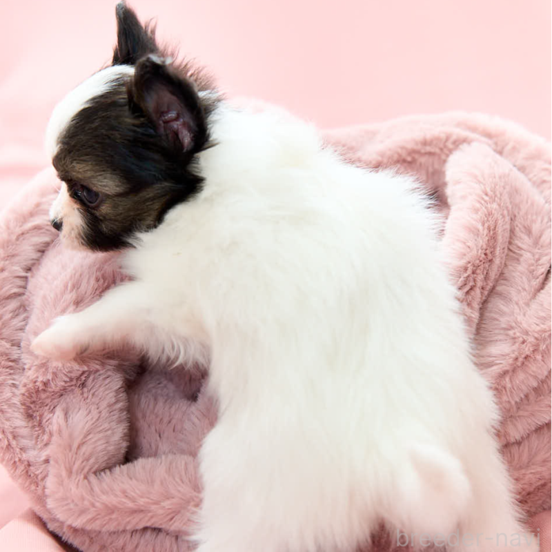 販売中の東京都のパピヨン-435500の2枚目