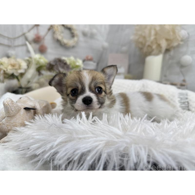 成約済の京都府のチワワ(ロングコート)-434018の4枚目