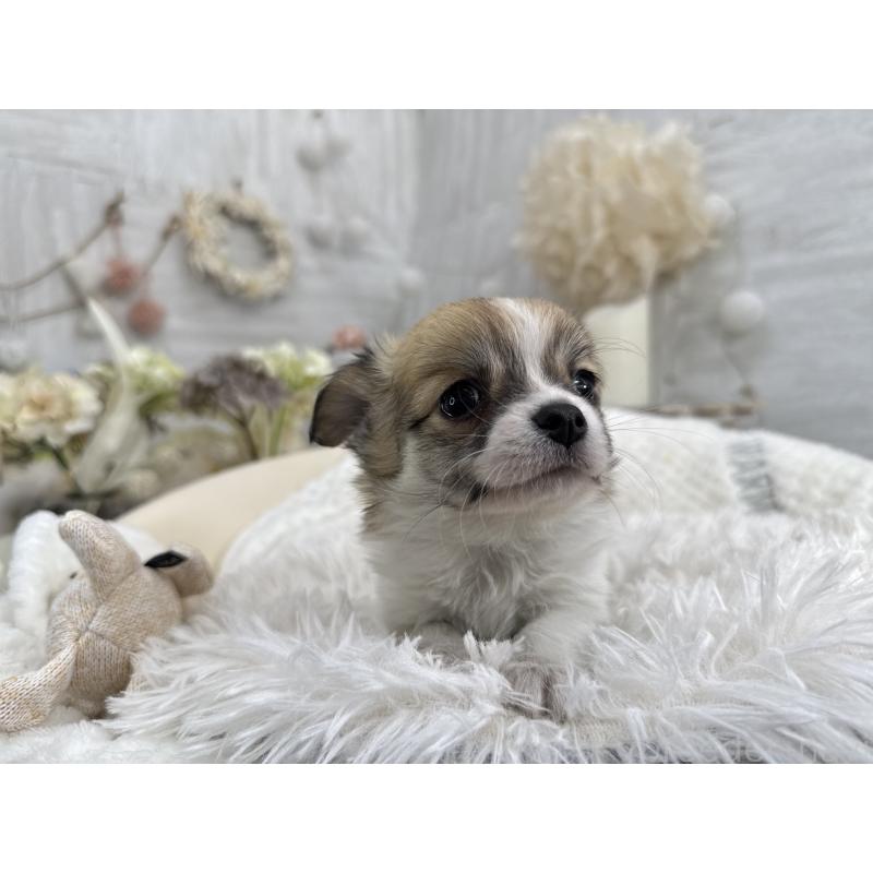 販売中の京都府のチワワ(ロングコート)-434018