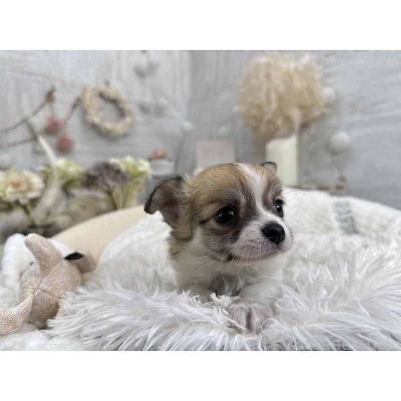 成約済の京都府のチワワ(ロングコート)-434018の3枚目