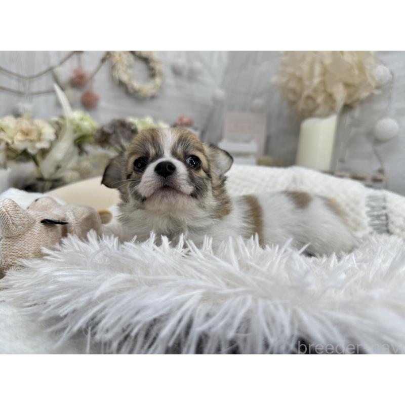 成約済の京都府のチワワ(ロングコート)-434018の2枚目