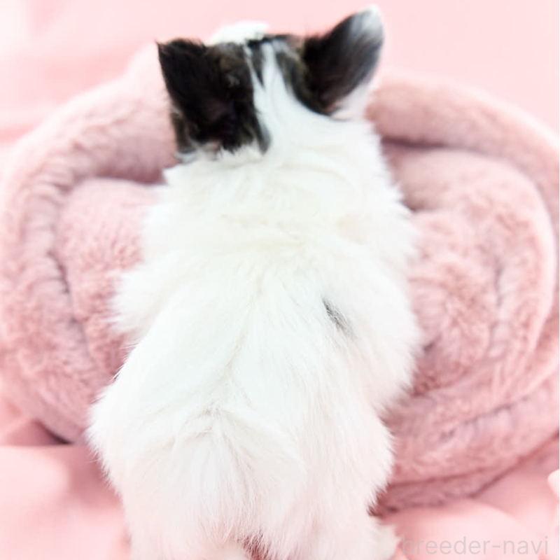 販売中の東京都のパピヨン-435501の4枚目