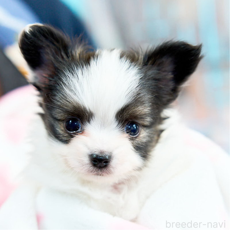 販売中の東京都のパピヨン-435501