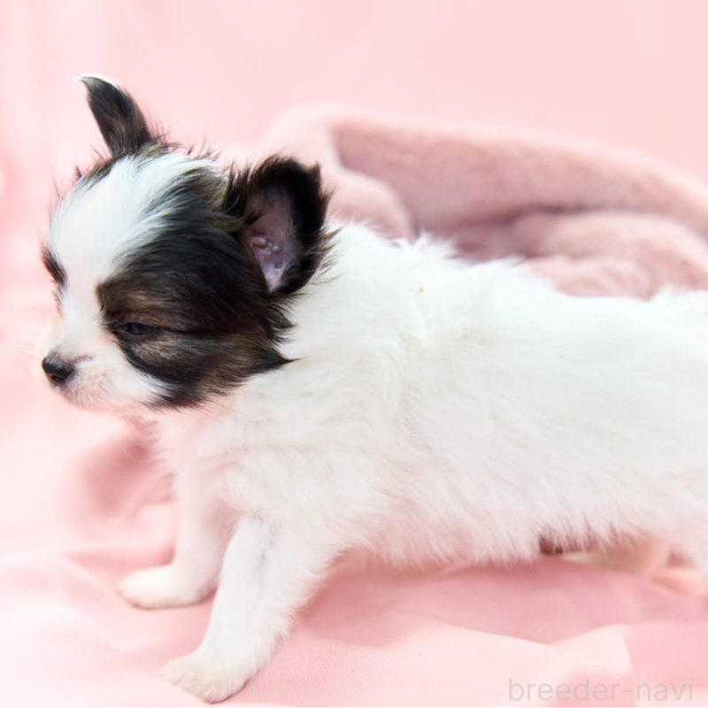 販売中の東京都のパピヨン-435501の3枚目