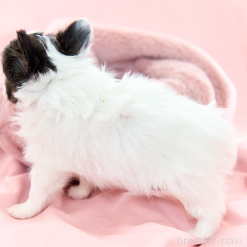 販売中の東京都のパピヨン-435501の2枚目