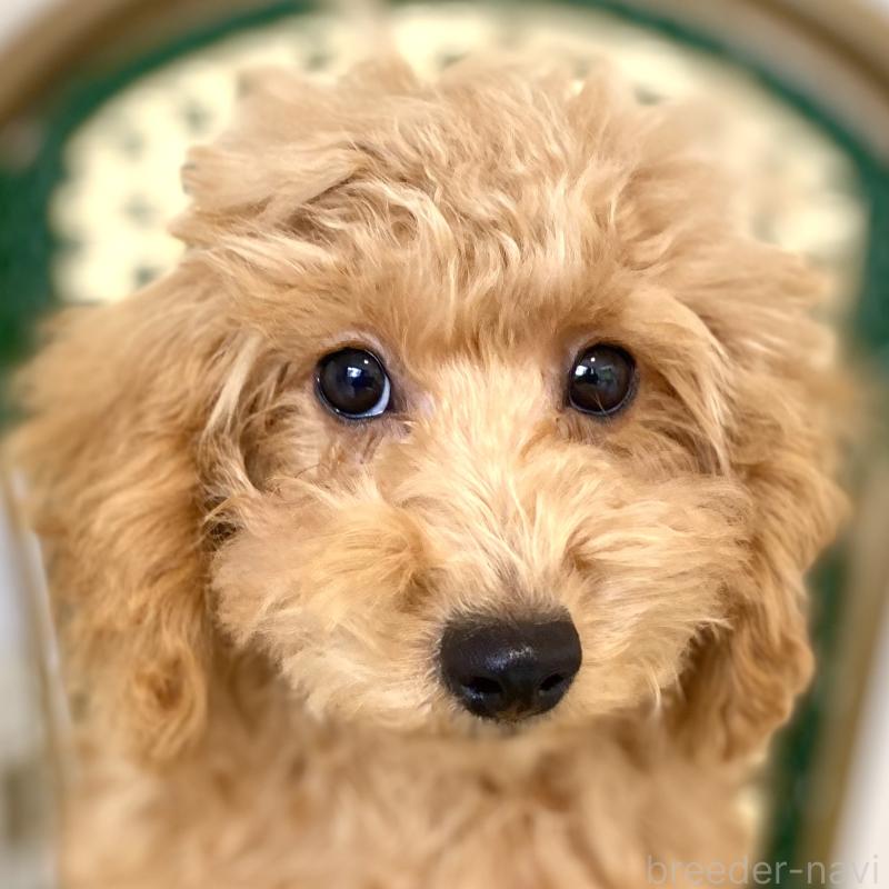 成約済の静岡県のトイプードル-422350の1枚目