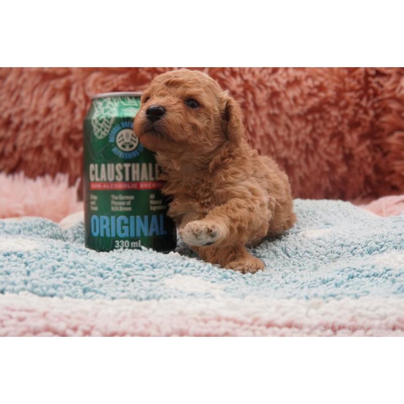 販売中の東京都のタイニープードル-435504の11枚目