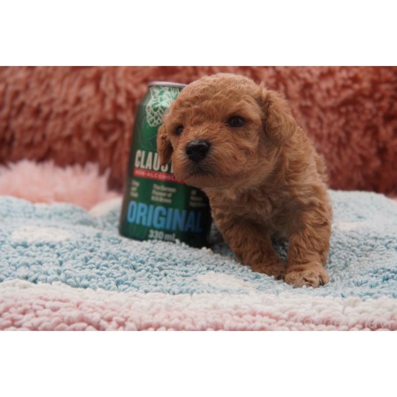 販売中の東京都のタイニープードル-435504の10枚目