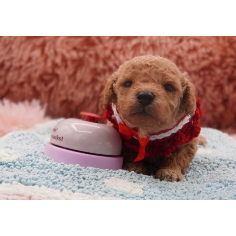 販売中の東京都のタイニープードル-435504の9枚目