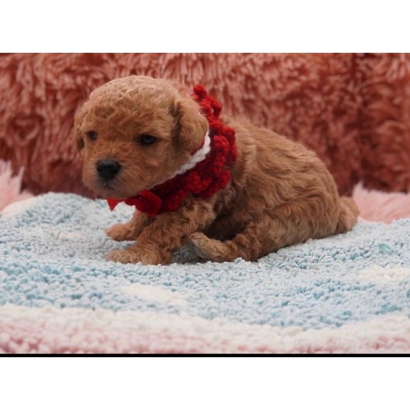 販売中の東京都のタイニープードル-435504の8枚目