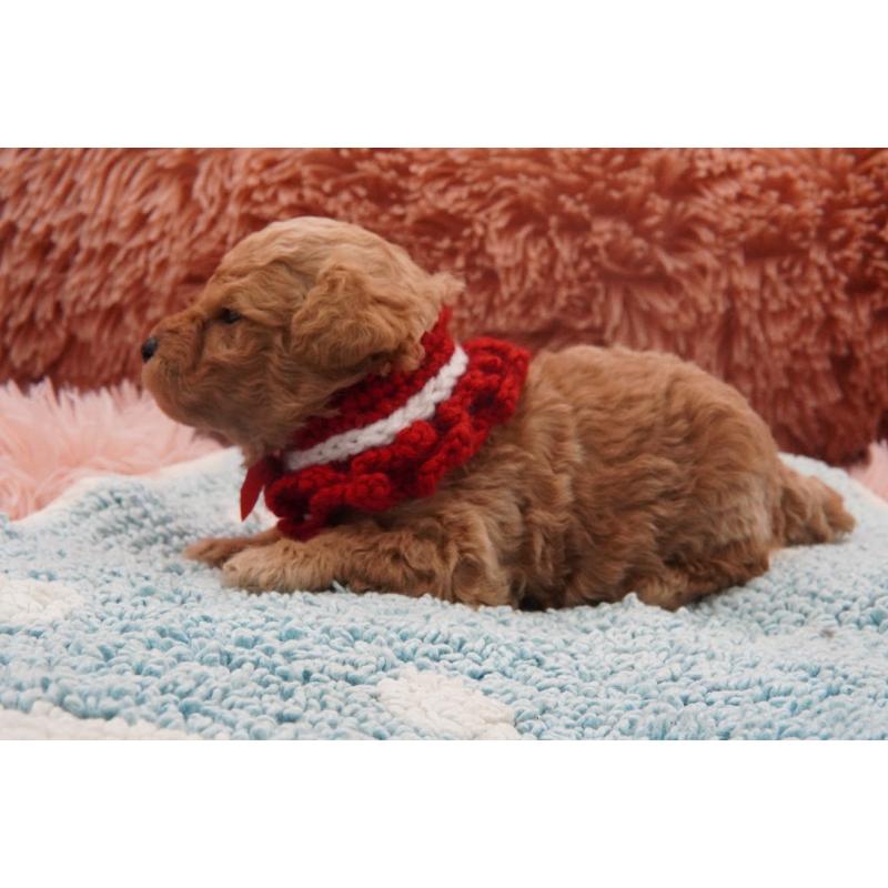 販売中の東京都のタイニープードル-435504の7枚目