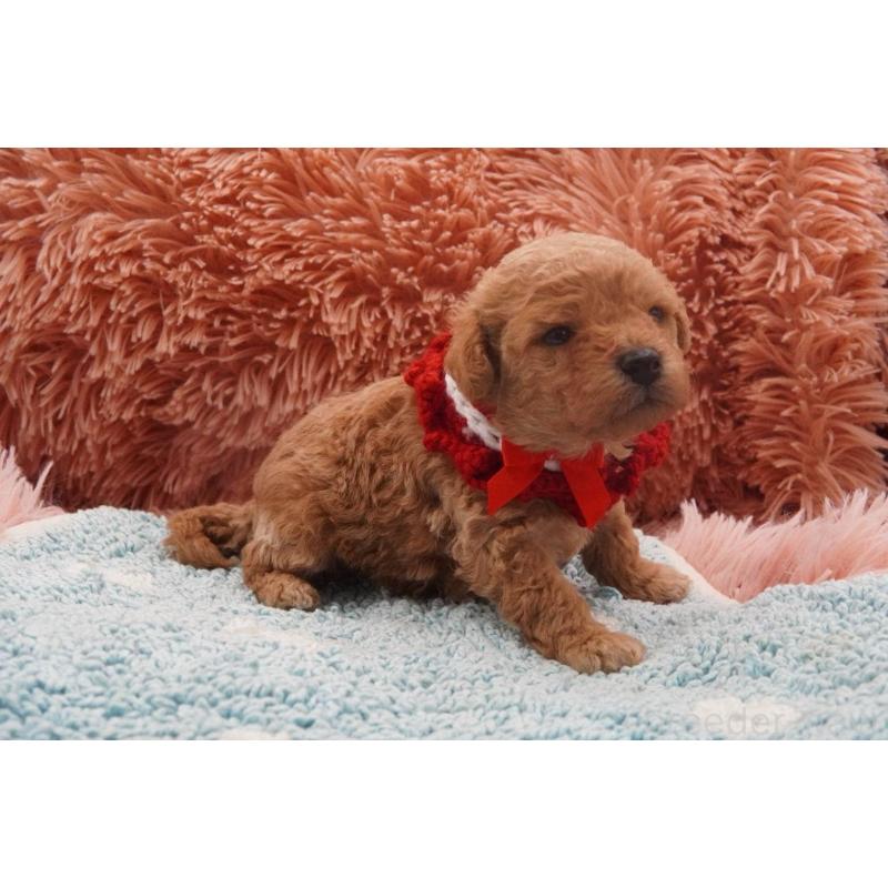 販売中の東京都のタイニープードル-435504の6枚目