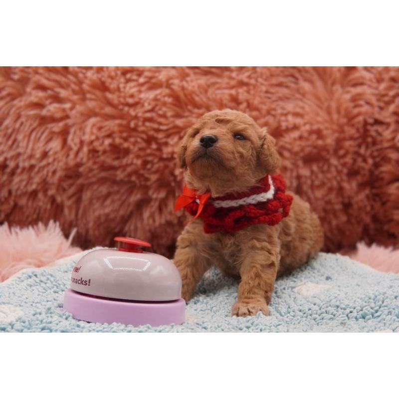 販売中の東京都のタイニープードル-435504の5枚目