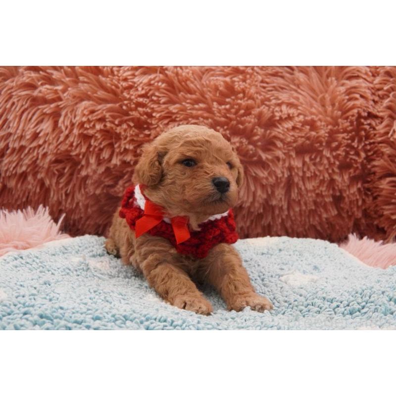 販売中の東京都のタイニープードル-435504の4枚目