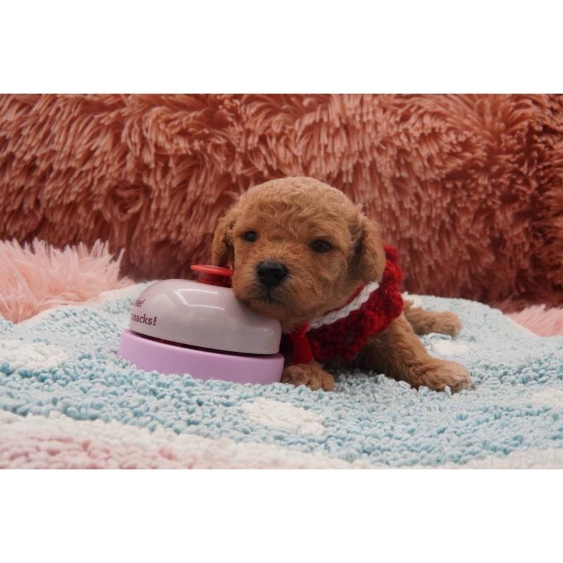 販売中の東京都のタイニープードル-435504の3枚目