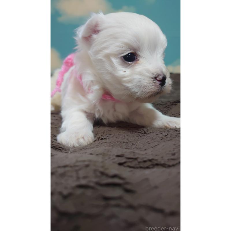 販売中の埼玉県のマルチーズ-435507の3枚目