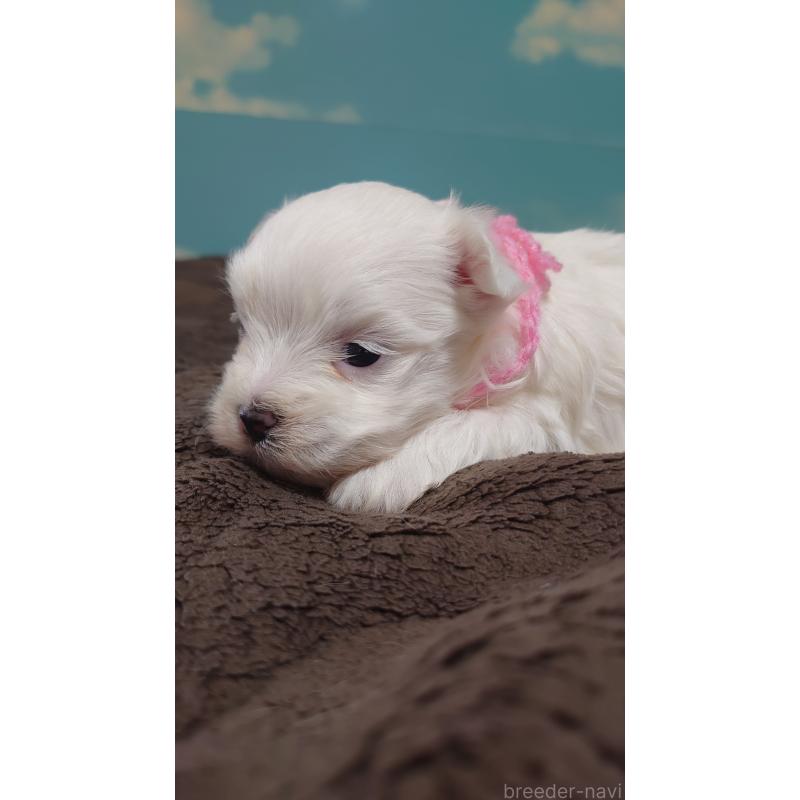 販売中の埼玉県のマルチーズ-435507の2枚目