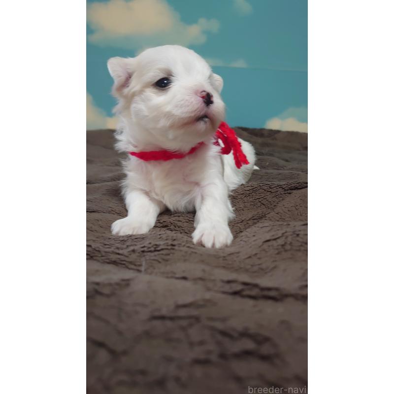 販売中の埼玉県のマルチーズ-435510の3枚目