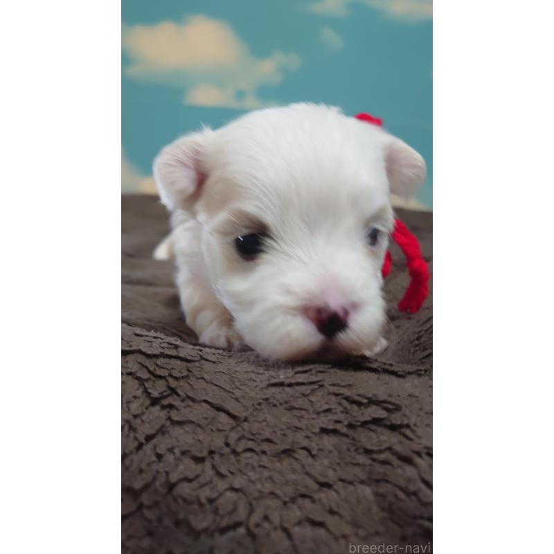 販売中の埼玉県のマルチーズ-435510の2枚目