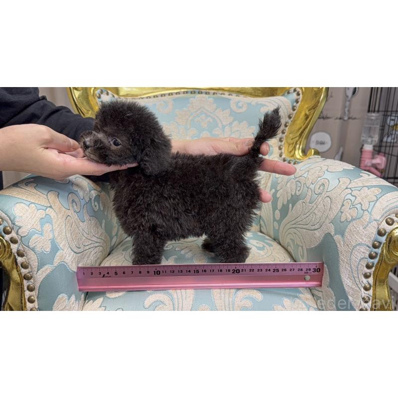 販売中の新潟県のティーカッププードル-435513の9枚目