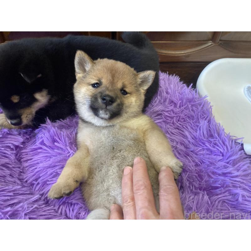 販売中の福岡県の豆柴-435512の4枚目