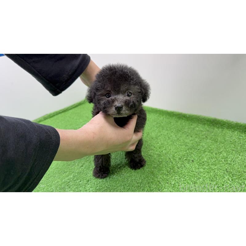 販売中の新潟県のティーカッププードル-435513の7枚目