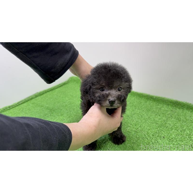 販売中の新潟県のティーカッププードル-435513の6枚目