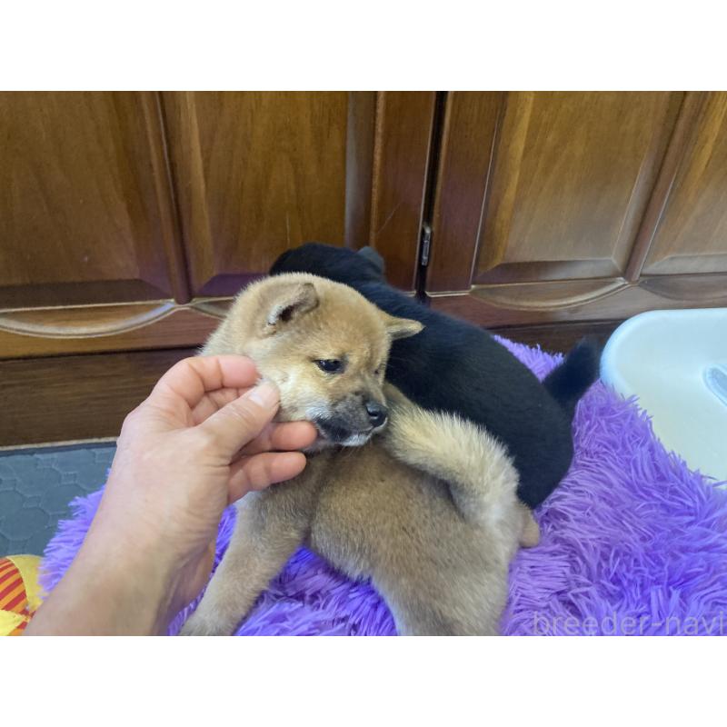 販売中の福岡県の豆柴-435512の3枚目