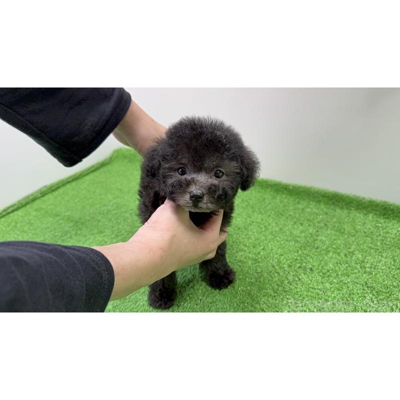 販売中の新潟県のティーカッププードル-435513の4枚目