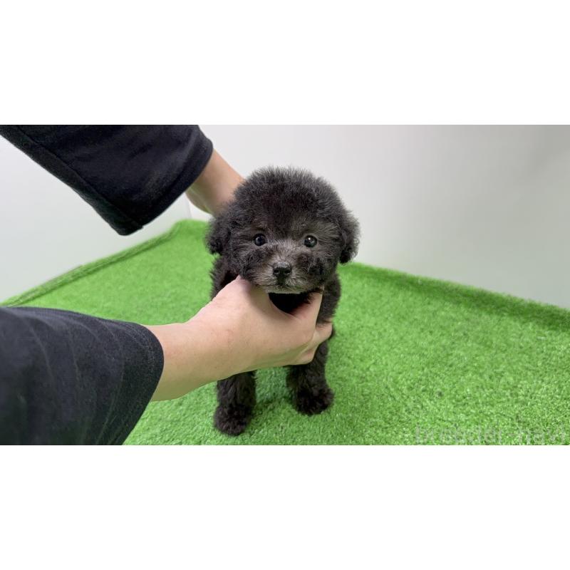 販売中の新潟県のティーカッププードル-435513の3枚目