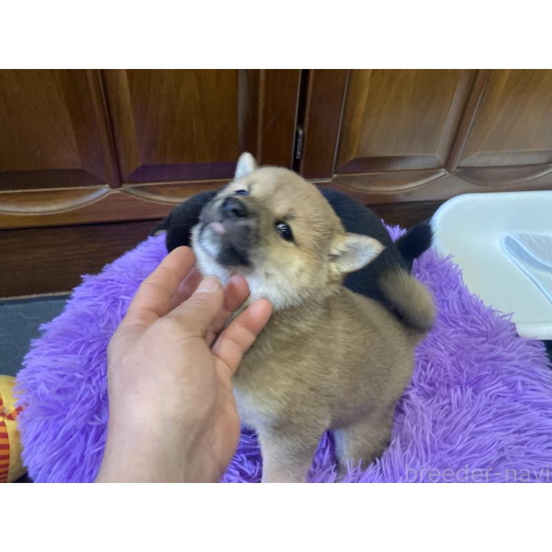 販売中の福岡県の豆柴-435512の2枚目