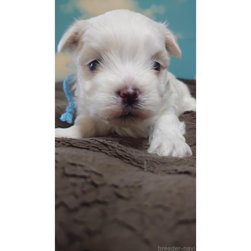 販売中の埼玉県のマルチーズ-435514の2枚目