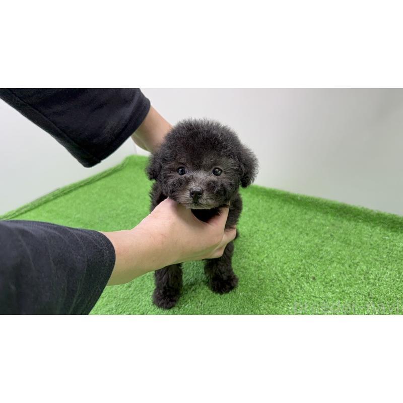 販売中の東京都のティーカッププードル-435515の7枚目