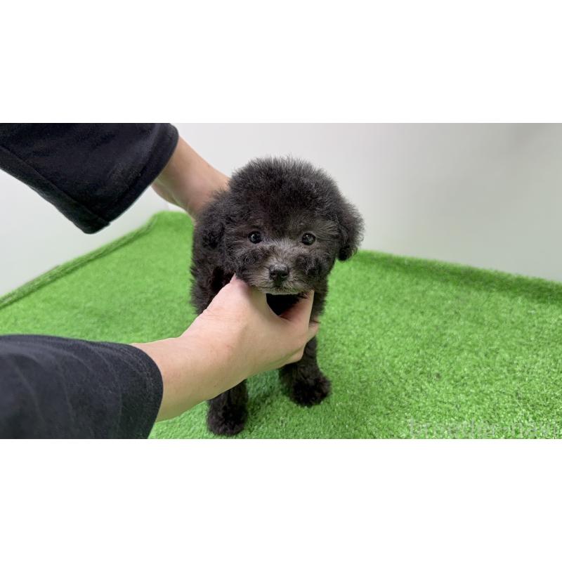 販売中の東京都のティーカッププードル-435515の6枚目