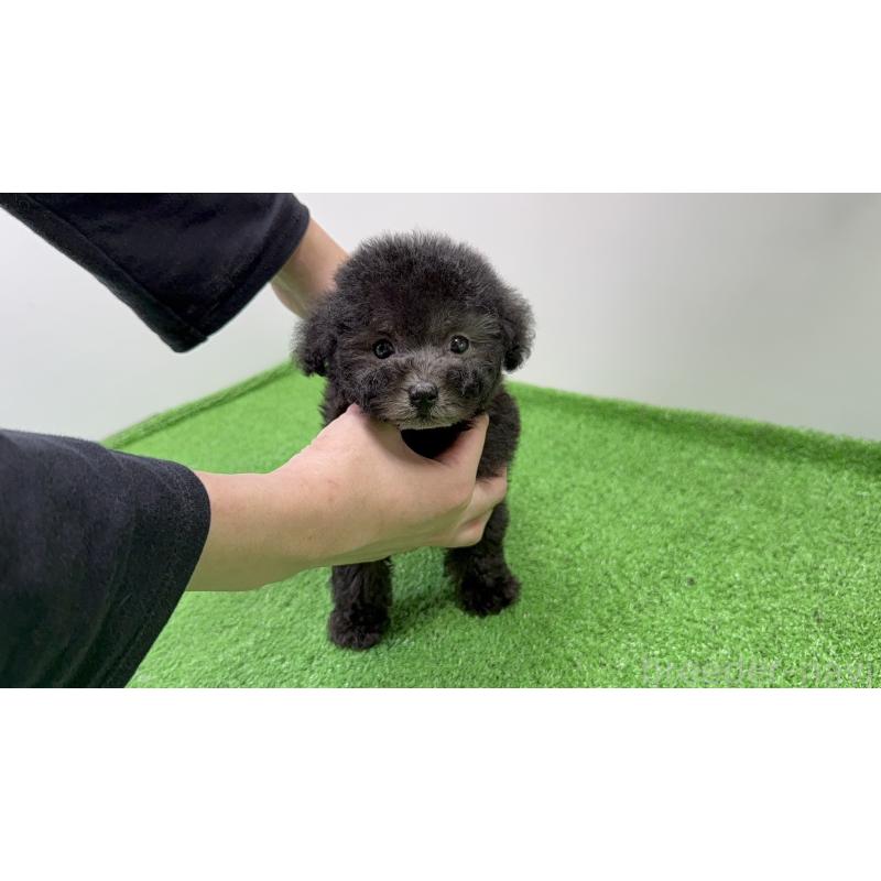 販売中の東京都のティーカッププードル-435515の3枚目