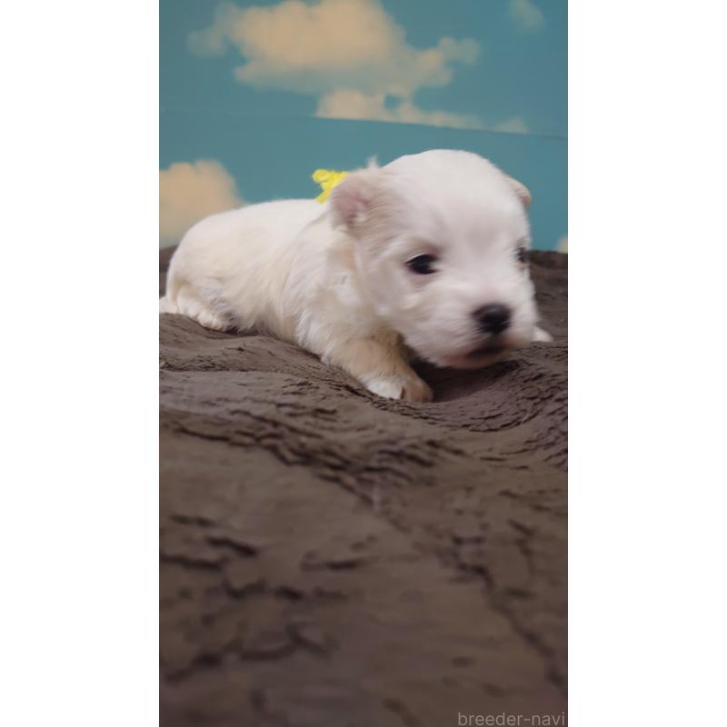 販売中の埼玉県のマルチーズ-435517の2枚目