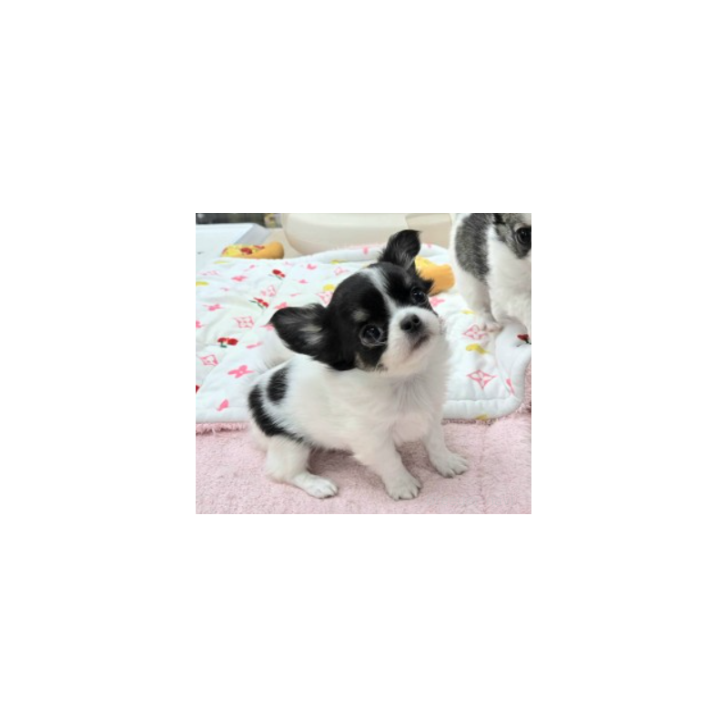 販売中の東京都のチワワ(ロングコート)-435518の2枚目