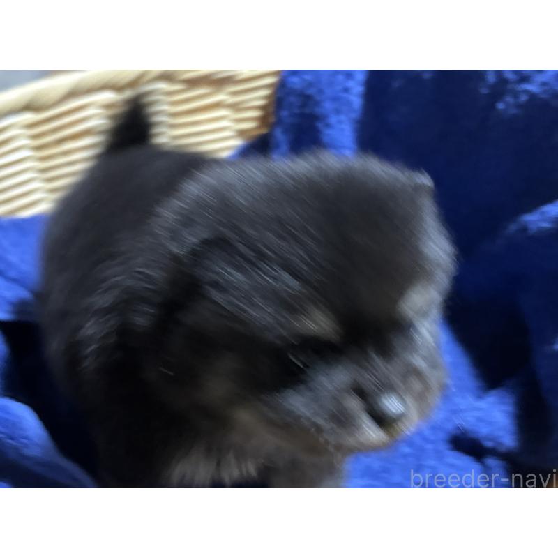 成約済の千葉県のポメラニアン-431844の5枚目