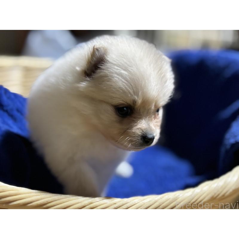 成約済の千葉県のポメラニアン-431834の4枚目