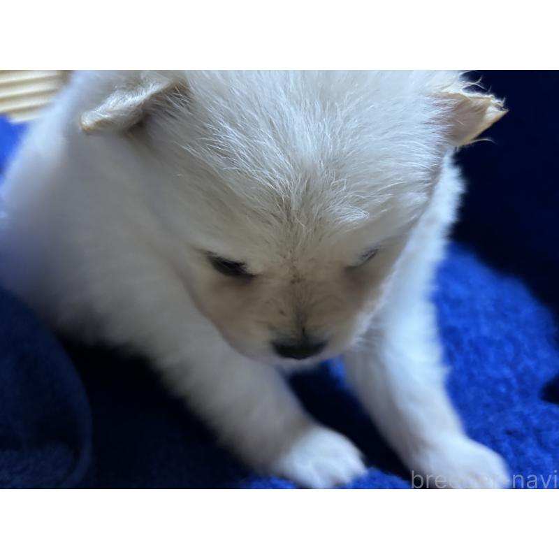 成約済の千葉県のポメラニアン-431832の4枚目