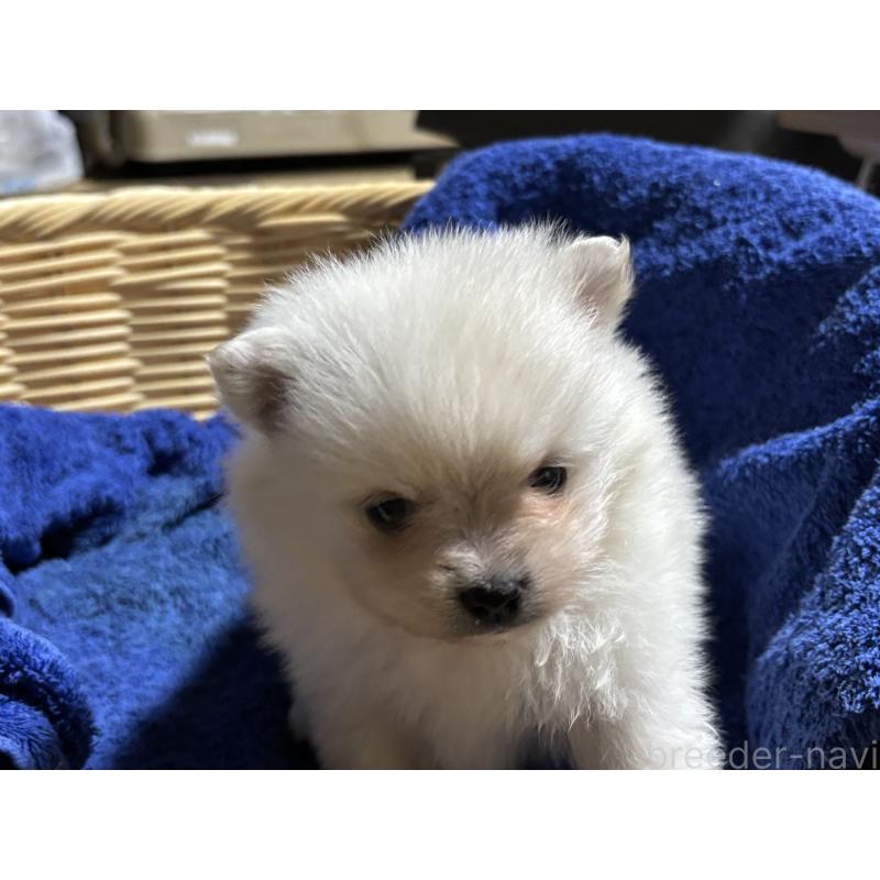 成約済の千葉県のポメラニアン-431846の7枚目