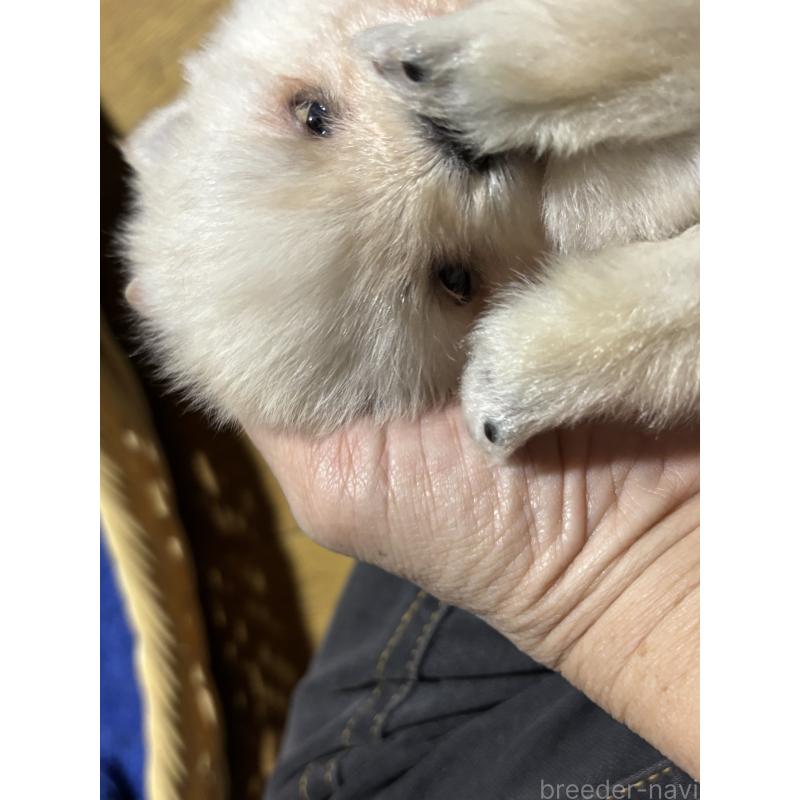 成約済の千葉県のポメラニアン-431833の5枚目