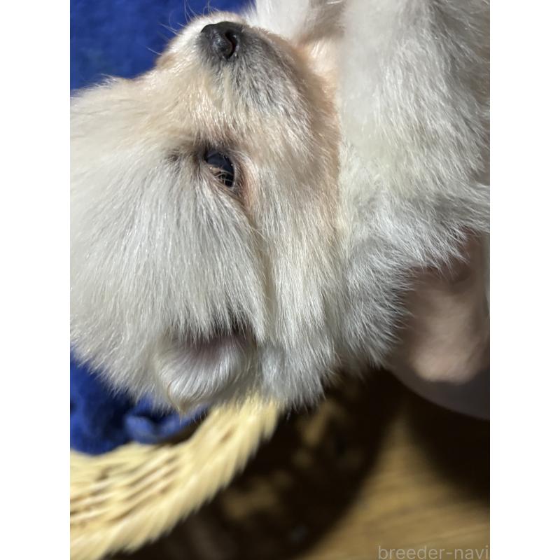 成約済の千葉県のポメラニアン-431833の4枚目