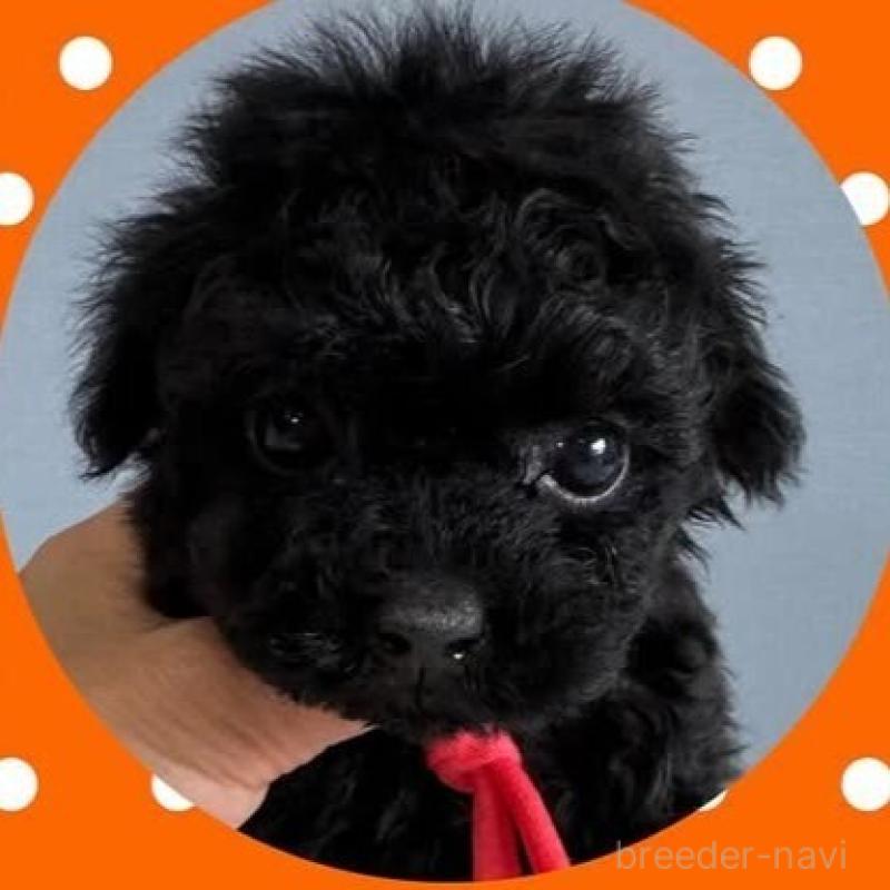 販売中の徳島県のタイニープードル-423013