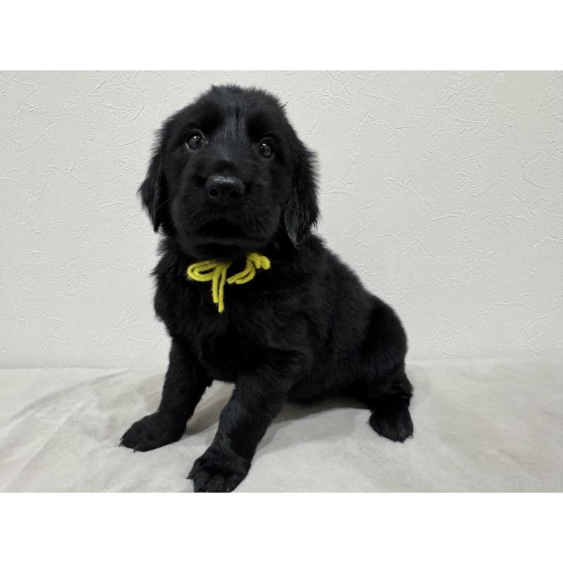 商談中の静岡県のフラットコーテッドレトリーバー-435524の3枚目