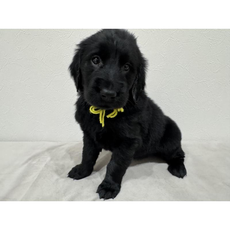 商談中の静岡県のフラットコーテッドレトリーバー-435524の2枚目