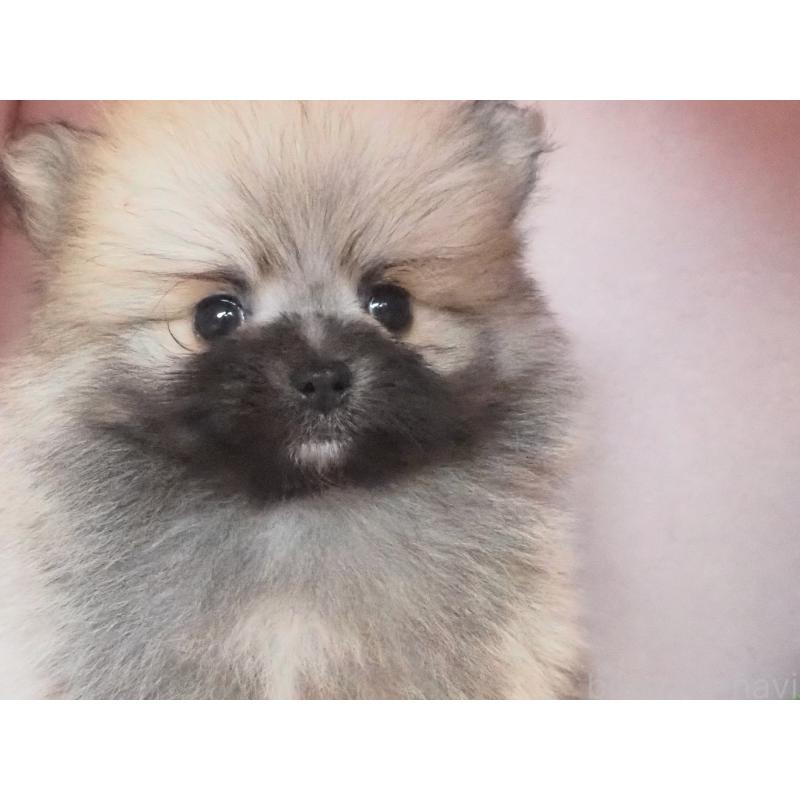 販売中の岡山県のポメラニアン-435525の3枚目
