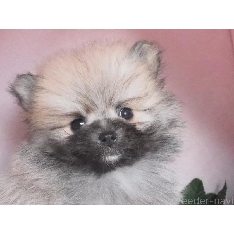 販売中の岡山県のポメラニアン-435525の2枚目