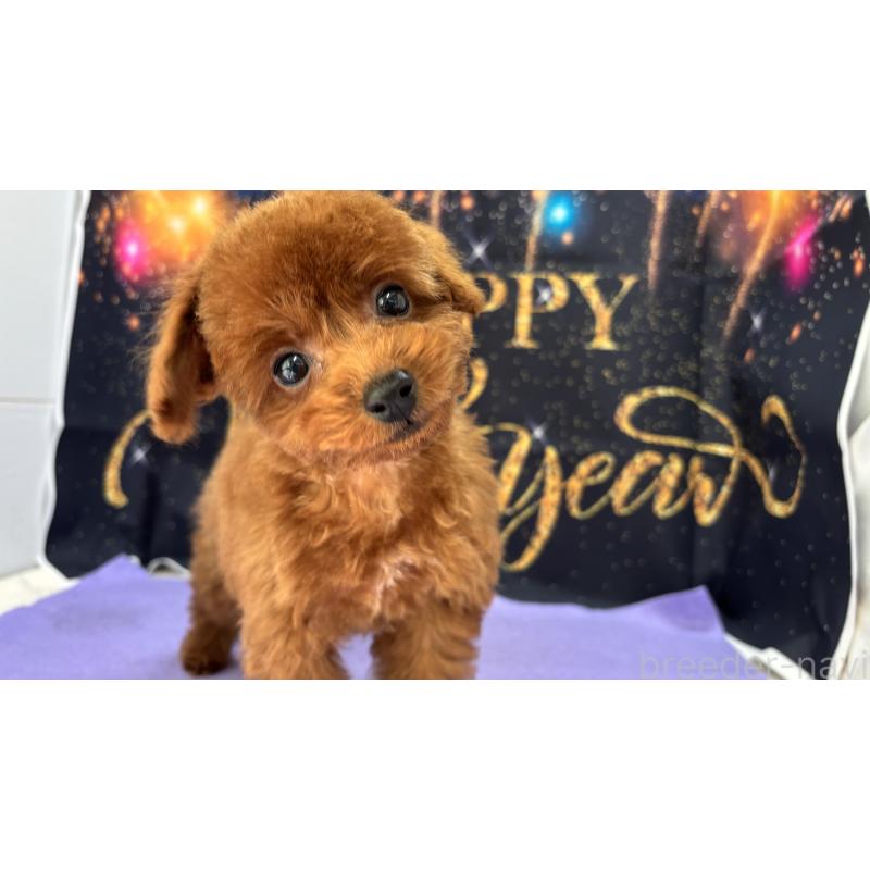 販売中の栃木県のタイニープードル-423194