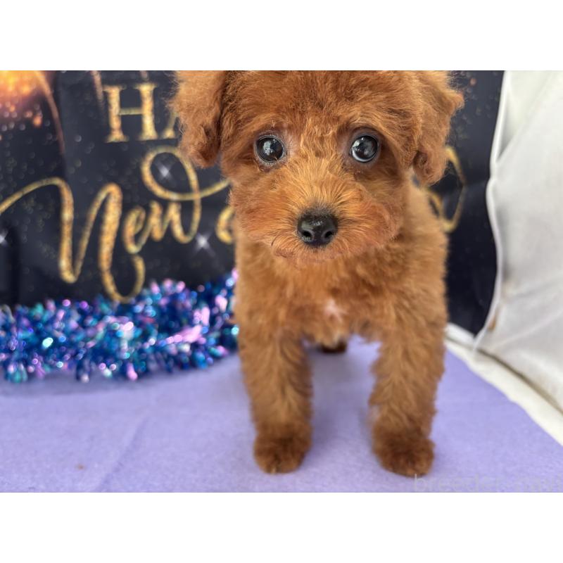 販売中の栃木県のタイニープードル-423222